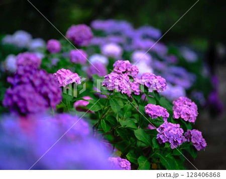 アジサイ　紫陽花 128406868