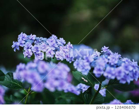 アジサイ　紫陽花 128406870