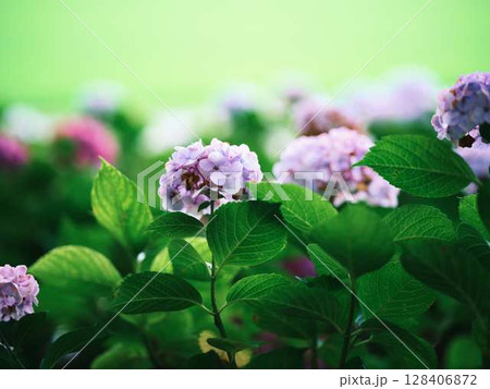 アジサイ 紫陽花 アジサイ 紫陽花 128406872
