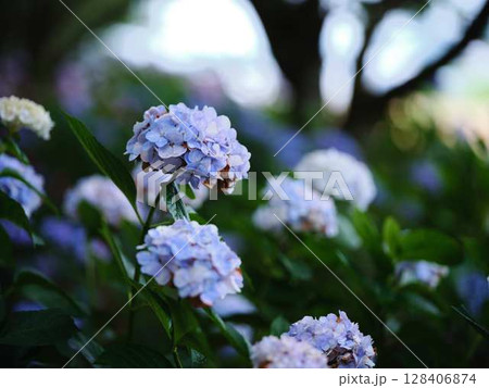 アジサイ　紫陽花 128406874