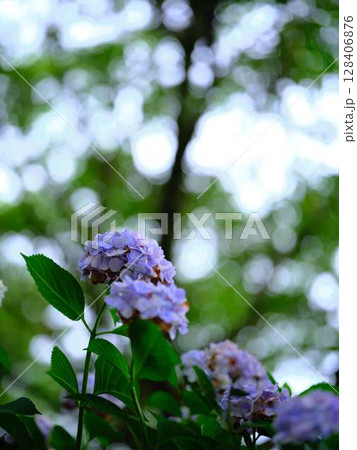 アジサイ　紫陽花 128406876
