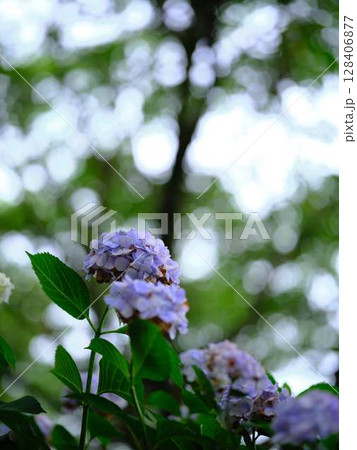 アジサイ　紫陽花 128406877