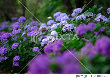 アジサイ 紫陽花 アジサイ 紫陽花 128406878