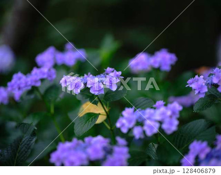 アジサイ　紫陽花 128406879