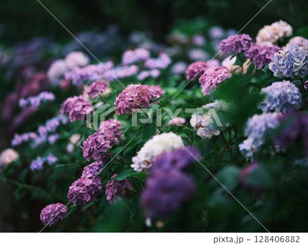 アジサイ　紫陽花 128406882