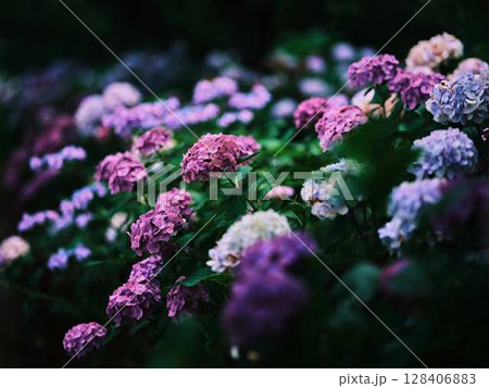アジサイ 紫陽花 アジサイ 紫陽花 128406883