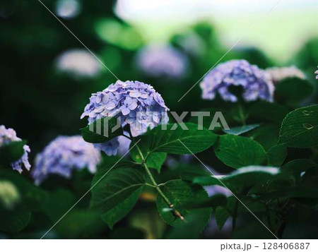 アジサイ　紫陽花 128406887