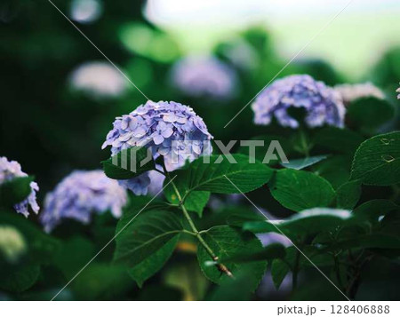 アジサイ 紫陽花 アジサイ 紫陽花 128406888
