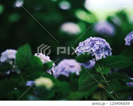 アジサイ　紫陽花 128406889
