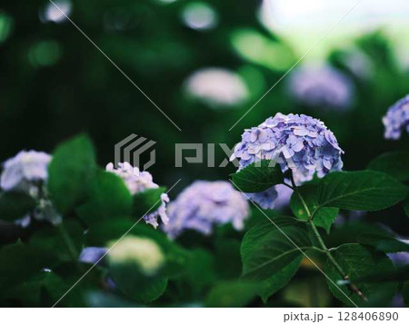 アジサイ 紫陽花 アジサイ 紫陽花 128406890
