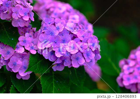 アジサイ　紫陽花 128406893