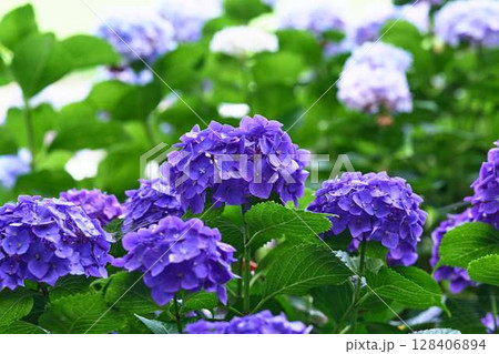 アジサイ　紫陽花 128406894
