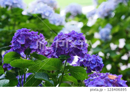 アジサイ　紫陽花 128406895