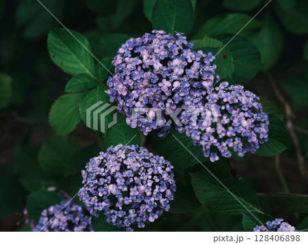 アジサイ　紫陽花 128406898