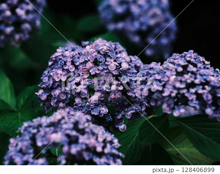 アジサイ 紫陽花 アジサイ 紫陽花 128406899