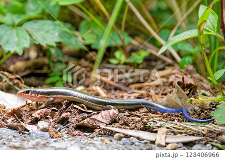 地面を歩くニホントカゲ幼体 地面を歩くニホントカゲ幼体 128406966