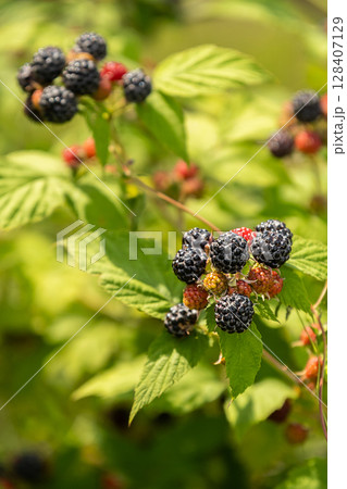 Ripening blackberry fruit on green bush branch. Organic summer harvest view. Ripening blackberry fruit on green bush branch. Organic summer harvest view. 128407129