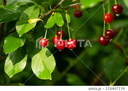 Red cherry fruit with water drops on branch. Fresh organic berry after rain. 128407139