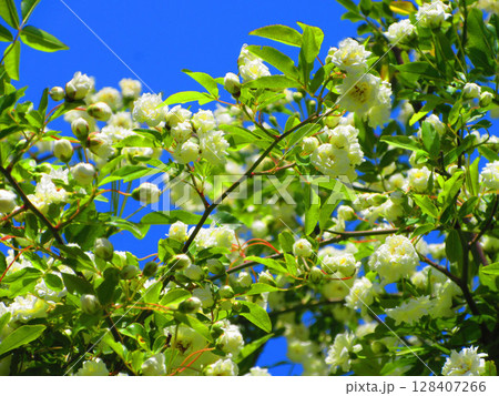 満開のモッコウバラの風景 128407266