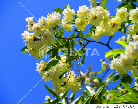 満開のモッコウバラの風景 128407267