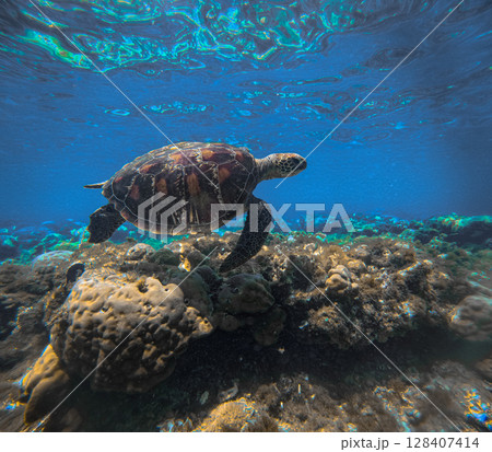 A hawksbill sea turtle or eretmochelys imbricata glides over coral reefs beneath vibrant blue seawater in Apo Island in Negros Oriental Philippines A hawksbill sea turtle or eretmochelys imbricata glides over coral reefs beneath vibrant blue seawater in Apo Island in Negros Oriental Philippines 128407414
