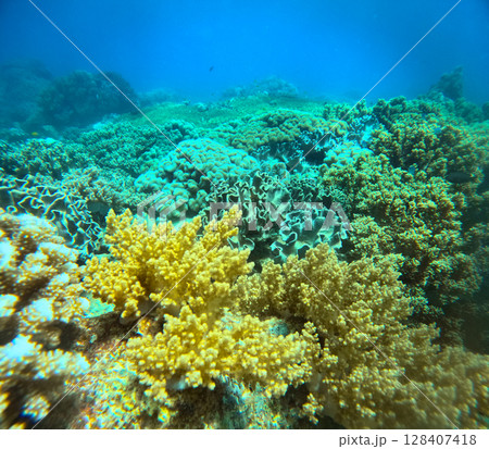 Vibrant colors of Stichodactyla haddoni, Porites furcata and Diploria labyrinthiformis among other coral species in the coast of a marine reserve in Apo Island in Dauin Negros Oriental, Philippines 128407418
