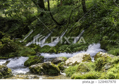 苔むした岩と美しい伏流水が流れる円原川の清流風景 苔むした岩と美しい伏流水が流れる円原川の清流風景 128407970