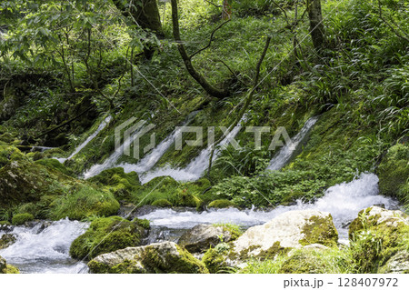 苔むした岩と美しい伏流水が流れる円原川の清流風景 苔むした岩と美しい伏流水が流れる円原川の清流風景 128407972