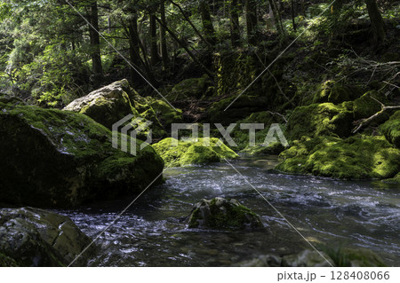 苔に覆われた岩と木々に囲まれた円原川の静かな清流風景 苔に覆われた岩と木々に囲まれた円原川の静かな清流風景 128408066