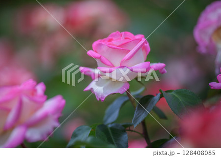 バラ 128408085