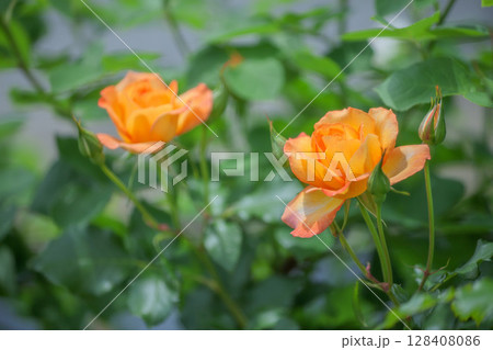 バラ 128408086