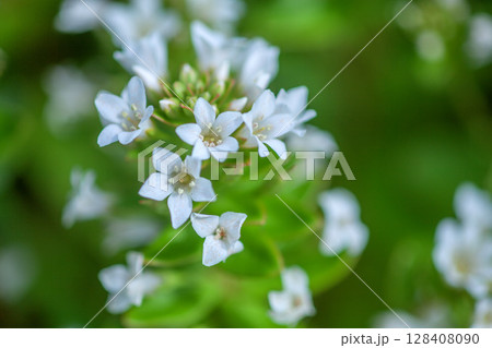 野の花ハマボッス 128408090