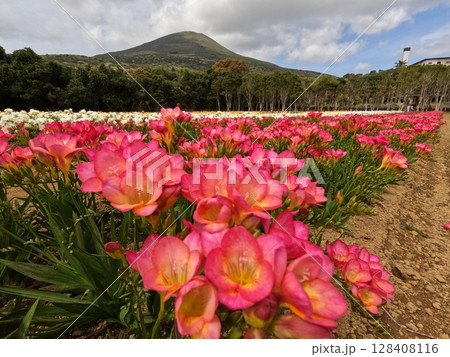 八丈富士とフリージア 128408116