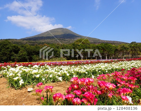八丈富士とフリージア 八丈富士とフリージア 128408136