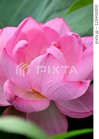 上野公園 不忍池 ハスの花 128408800