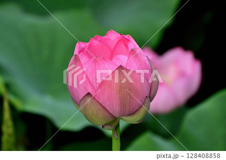 上野公園 不忍池 ハスの花 128408858