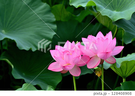 上野公園 不忍池 ハスの花 128408908