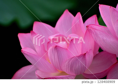 上野公園 不忍池 ハスの花 128408909