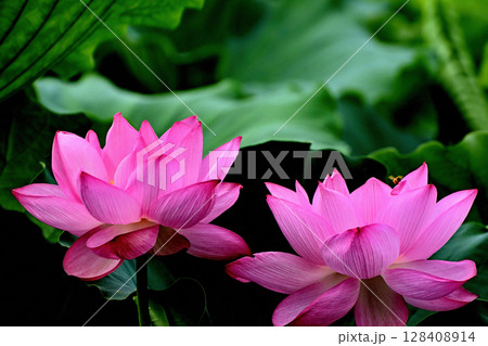 上野公園 不忍池 ハスの花 128408914