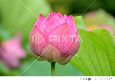 上野公園 不忍池 ハスの花 128408917