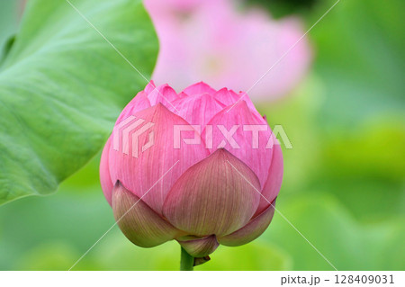 上野公園 不忍池 ハスの花 上野公園 不忍池 ハスの花 128409031