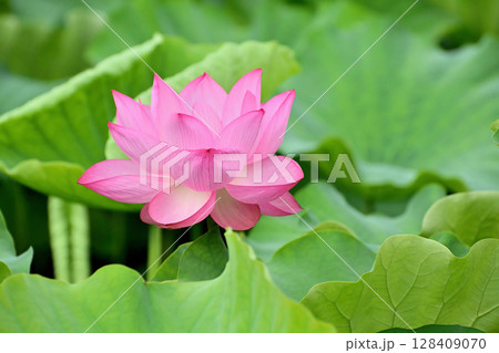 上野公園 不忍池 ハスの花 上野公園 不忍池 ハスの花 128409070