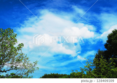 新緑の樹木と青空の風景 128409109