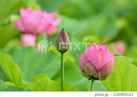 上野公園 不忍池 ハスの花 上野公園 不忍池 ハスの花 128409122