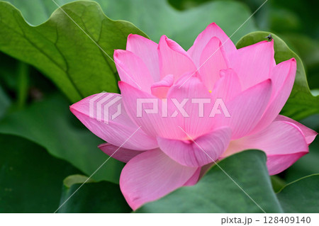 上野公園 不忍池 ハスの花 128409140