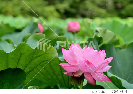 上野公園 不忍池 ハスの花 上野公園 不忍池 ハスの花 128409142