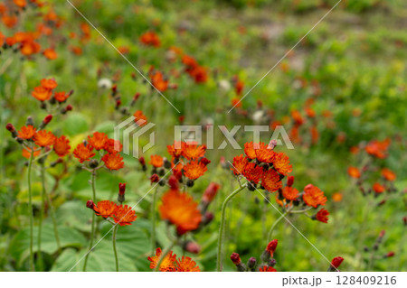 野に咲く情熱の花・コウリンタンポポ 野に咲く情熱の花・コウリンタンポポ 128409216