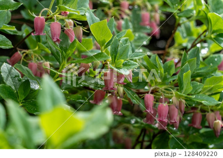 紫の釣鐘が揺れるウラジロヨウラクの花 128409220