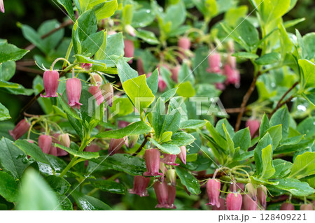 登山道に彩りを添えるウラジロヨウラク 128409221