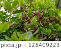 初夏のしっとりとした森に咲くウラジロヨウラク 128409223